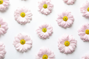 Beautiful chamomile flowers on white background, flat lay