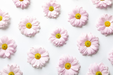 Beautiful chamomile flowers on white background, flat lay