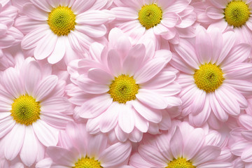Beautiful chamomile flowers as background, top view