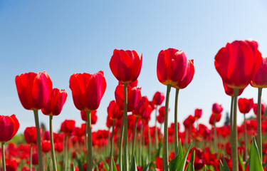 Obraz premium red tulips in a flower garden