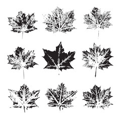 Set of vector Leaf imprints. Collection of leaves imprints on transparent background. Grunge leaves. Design elements. Leaf stamp