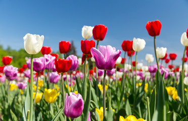 tulips in a spring flower garden