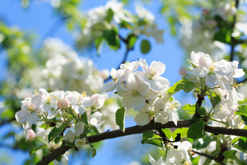  Branch of apple tree blossom
