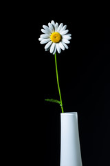 Margariete