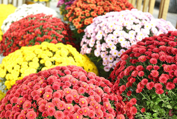 View of fresh beautiful colorful chrysanthemum flowers outdoors
