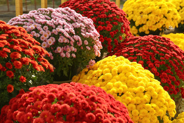 View of fresh beautiful colorful chrysanthemum flowers - obrazy, fototapety, plakaty