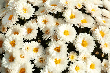 Beautiful fresh bouquet of colorful chrysanthemum flowers