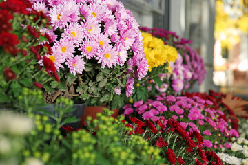 Fototapeta na wymiar View of fresh beautiful colorful chrysanthemum flowers