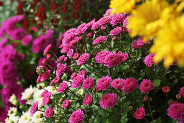 Obraz premium View of fresh beautiful colorful chrysanthemum flowers