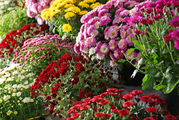 View of fresh beautiful colorful chrysanthemum flowers