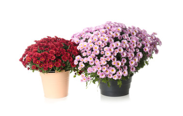 Fototapeta na wymiar Pots with beautiful colorful chrysanthemum flowers on white background