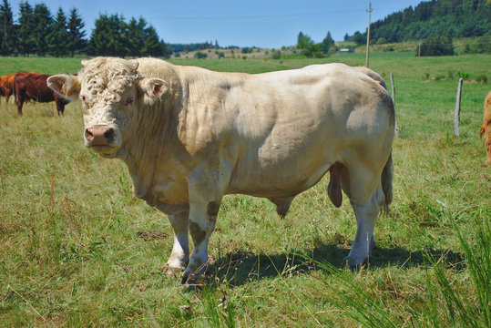 taureau Charolais, gardien de troupeau en Auvergne, Puy-de-D&ocirc;me