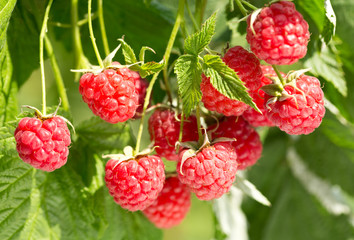 ripe raspberries in a garden