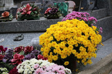 chrysanthème dans un cimetière