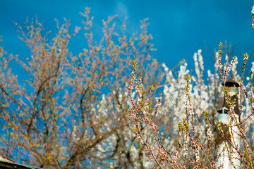 white flowers in spring