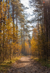 Autumn warm landscape. Beautiful gold fall in the forest in clear weather.