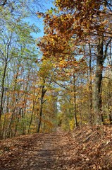 Sonniger Herbstwald - Waldweg - Herbststimmung