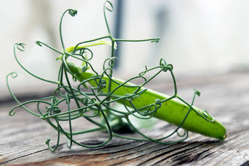 Open pea pod on a rustic old wooden table, curved tendrils