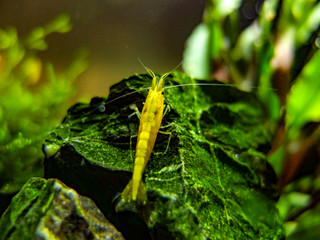 Dwarf Yellow Shrimp on rock