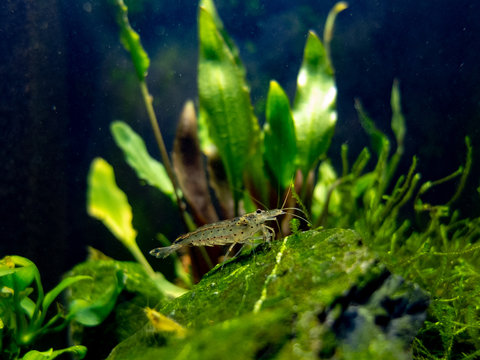 Amano shrimp in tropical nano freshwater tank