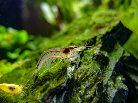 Amano shrimp arching post shedding its skin