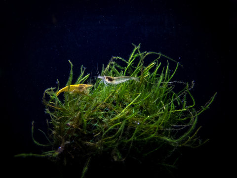 Amano and yellow shrimp hanging out on a moss ball