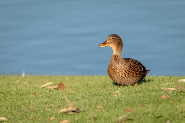 Duck