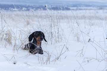 portrait beautiful dachshund dog, black and tan, on nature in winter on snow