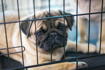 unhappy dog pug sitting in a cage