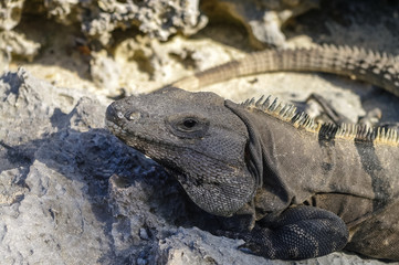 Mexican iguana in Tulum, Riviera Maya, Mexico