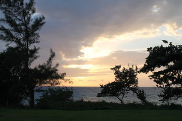 Sunsetting looking through trees