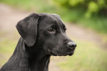 Labrador Retriever