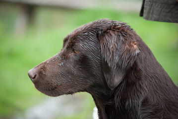 Labrador Retriever