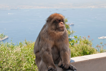 Berberaffe, Gibraltar, Britisches Überseegebiet