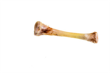 Chicken leg bone against white background
