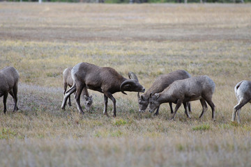 Rocky Mountain Bighorn Sheep, Montana