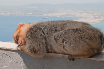 Berberaffe, Gibraltar, Britisches Überseegebiet