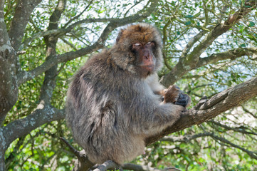 Berberaffe, Gibraltar, Britisches Überseegebiet