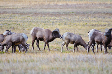 Rocky Mountain Bighorn Sheep, Montana