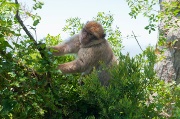 Berberaffe, Gibraltar, Britisches Überseegebiet