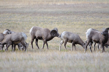Naklejka na ściany i meble Rocky Mountain Bighorn Sheep, Montana