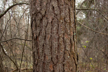 Pine's natural pattern close-up