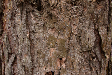 Pine's natural pattern close-up