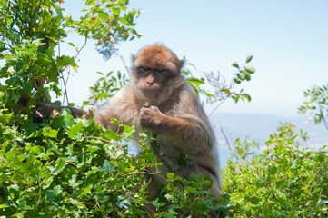 Berberaffe, Gibraltar, Britisches Überseegebiet
