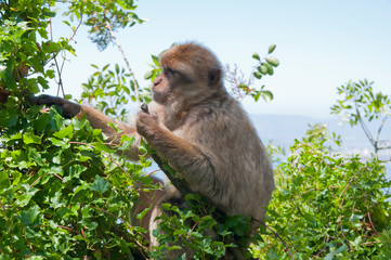 Berberaffe, Gibraltar, Britisches Überseegebiet