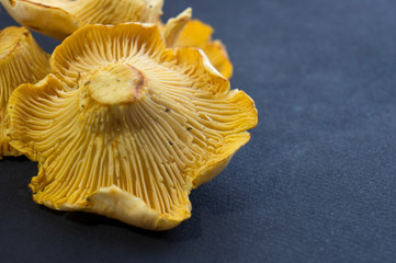Chanterelle mushroom on dark surface. Raw ingredient.