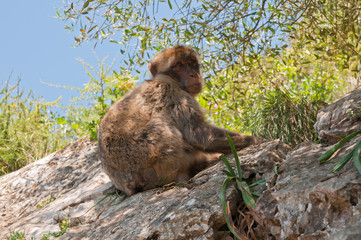 Berberaffe, Gibraltar, Britisches Überseegebiet