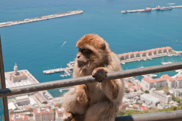 Berberaffe, Gibraltar, Britisches Überseegebiet