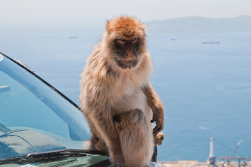 Berberaffe, Gibraltar, Britisches Überseegebiet