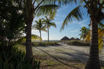 View of beachfront seen through palm trees with sun shelters and ocean in background